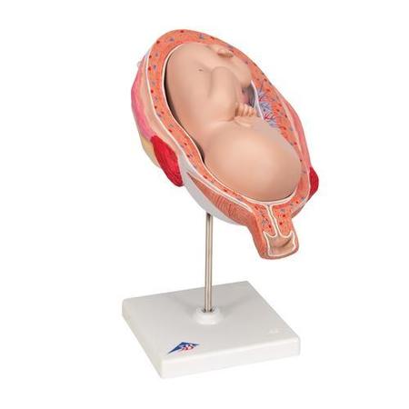 3B SCIENTIFIC Anatomical Models, L10/8: Fetus 1020703